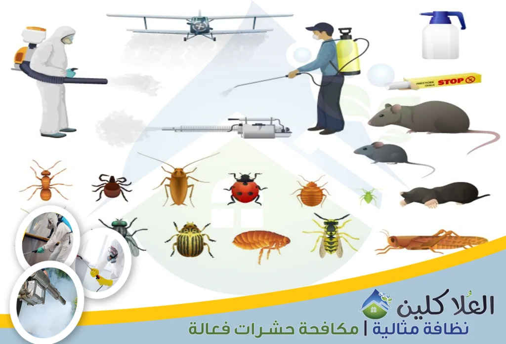أرخص شركة مكافحة حشرات بالدمام