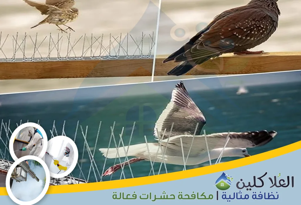 أرقام شركة تركيب طارد الحمام بالخبر | شركة مكافحة الحمام بالخبر