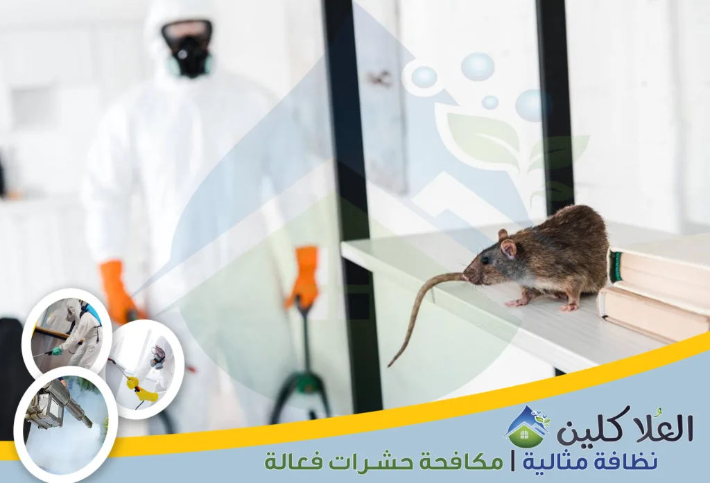 شركات مكافحة الفئران بالدمام