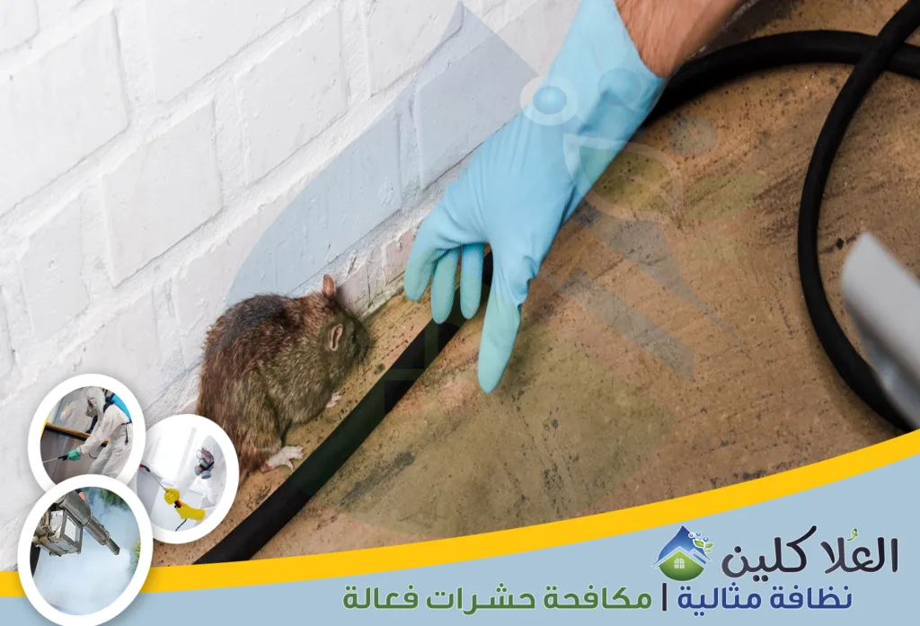 أرخص شركة مكافحة فئران بالدمام