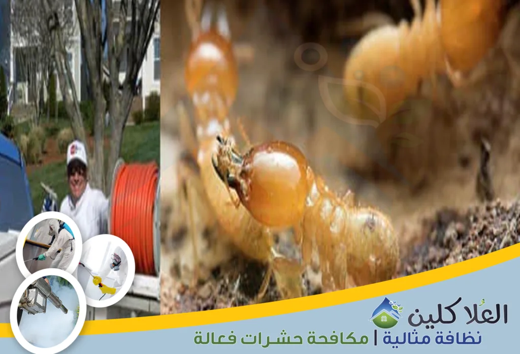 شركات مكافحة النمل الأبيض بالخبر