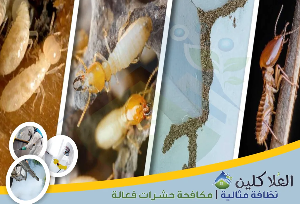 أرخص شركة مكافحة النمل الأبيض بالدمام