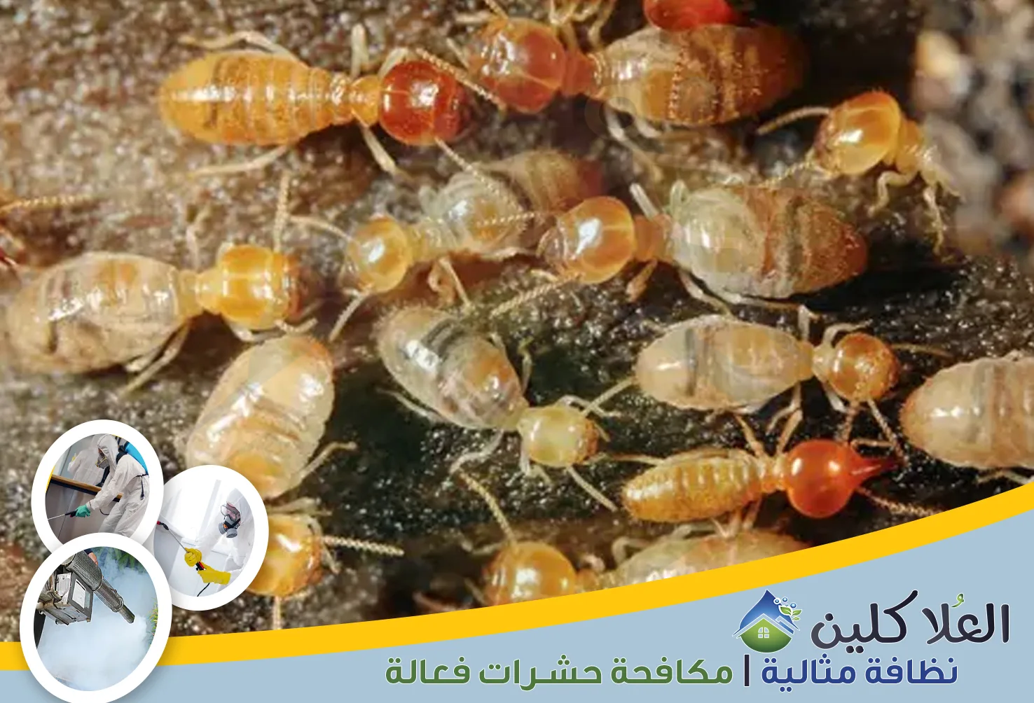 إذا كنت تبحث عن نظافة متكاملة للمنزل، فأنت في المكان الصحيح. نحن نهتم بكل التفاصيل لنضمن لك بيئة نظيفة وصحية