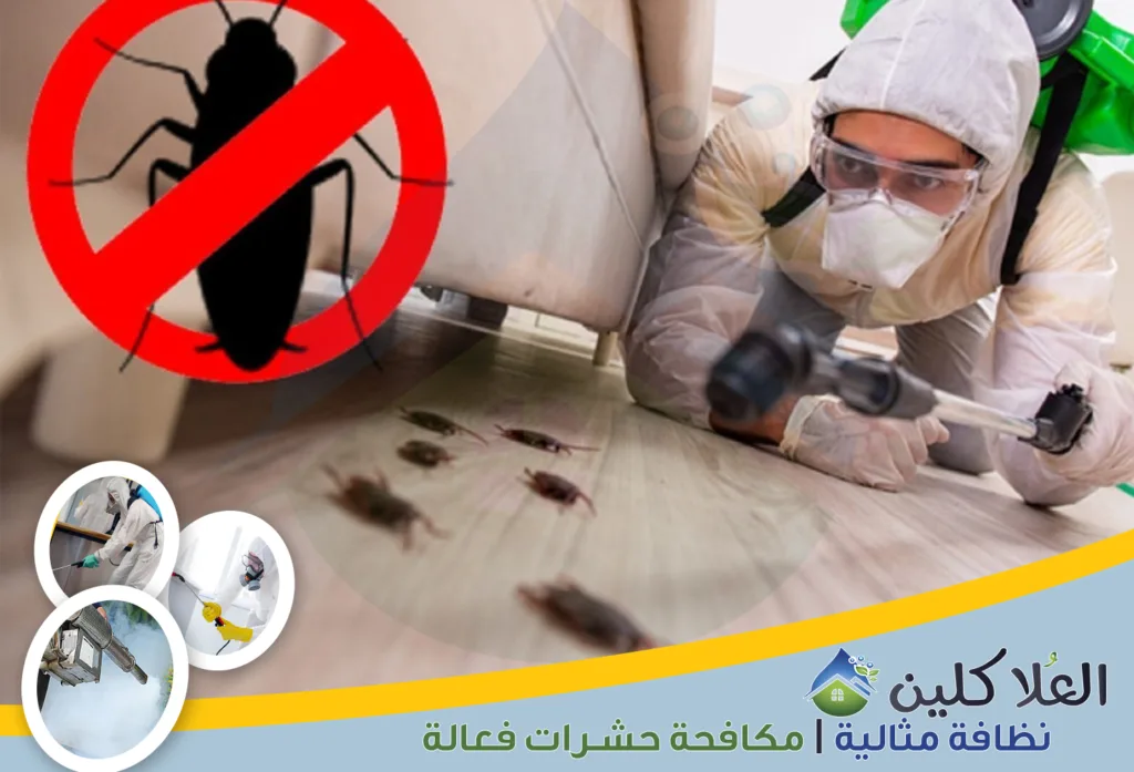 أفضل شركة مكافحة الصراصير بالدمام